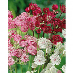 Des images de diff�rentes plantes